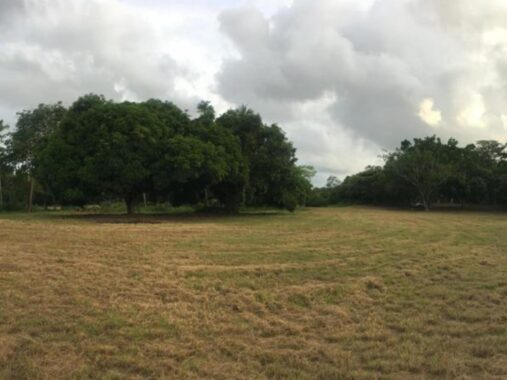 00005895.L0-4